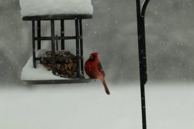 Bu güzel kırmızı kardinal, kar yağarken besleyiciye geldi. Onun parlak kırmızı renkleri etrafındaki beyaz kardan göze çarpıyor. Kara metal kafeste kuş yemi kekleri var..