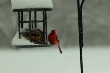 Bu güzel kırmızı kardinal, kar yağarken besleyiciye geldi. Onun parlak kırmızı renkleri etrafındaki beyaz kardan göze çarpıyor. Kara metal kafeste kuş yemi kekleri var..