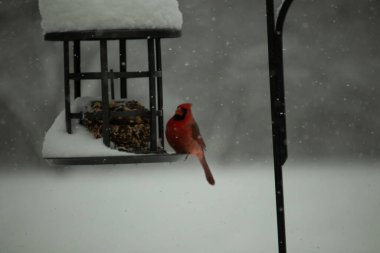 Bu güzel kırmızı kardinal, kar yağarken besleyiciye geldi. Onun parlak kırmızı renkleri etrafındaki beyaz kardan göze çarpıyor. Kara metal kafeste kuş yemi kekleri var..