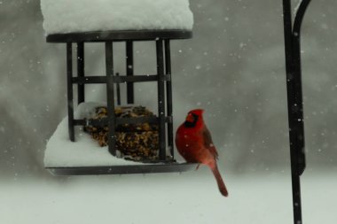 Bu güzel kırmızı kardinal, kar yağarken besleyiciye geldi. Onun parlak kırmızı renkleri etrafındaki beyaz kardan göze çarpıyor. Kara metal kafeste kuş yemi kekleri var..