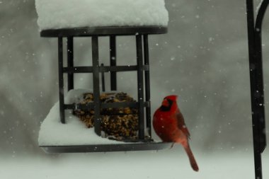 Bu güzel kırmızı kardinal, kar yağarken besleyiciye geldi. Onun parlak kırmızı renkleri etrafındaki beyaz kardan göze çarpıyor. Kara metal kafeste kuş yemi kekleri var..