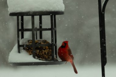 Bu güzel kırmızı kardinal, kar yağarken besleyiciye geldi. Onun parlak kırmızı renkleri etrafındaki beyaz kardan göze çarpıyor. Kara metal kafeste kuş yemi kekleri var..
