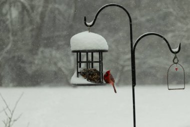 Bu güzel kırmızı kardinal, kar yağarken besleyiciye geldi. Onun parlak kırmızı renkleri etrafındaki beyaz kardan göze çarpıyor. Kara metal kafeste kuş yemi kekleri var..