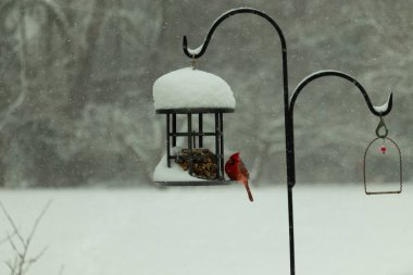 Bu güzel kırmızı kardinal, kar yağarken besleyiciye geldi. Onun parlak kırmızı renkleri etrafındaki beyaz kardan göze çarpıyor. Kara metal kafeste kuş yemi kekleri var..