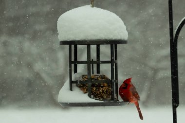 Bu güzel kırmızı kardinal, kar yağarken besleyiciye geldi. Onun parlak kırmızı renkleri etrafındaki beyaz kardan göze çarpıyor. Kara metal kafeste kuş yemi kekleri var..