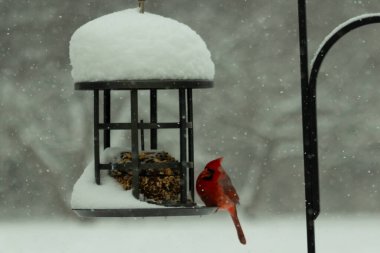 Bu güzel kırmızı kardinal, kar yağarken besleyiciye geldi. Onun parlak kırmızı renkleri etrafındaki beyaz kardan göze çarpıyor. Kara metal kafeste kuş yemi kekleri var..