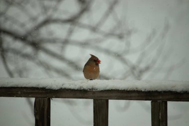 Kahverengi ahşap korkuluktaki bu güzel kardinalin görünüşüne bayılıyorum. Bu dişi bir kuş ve tüylerinin donuk bakır renklerinden anlayabilirsiniz. Her tarafı karla kaplı burada oturuyor..
