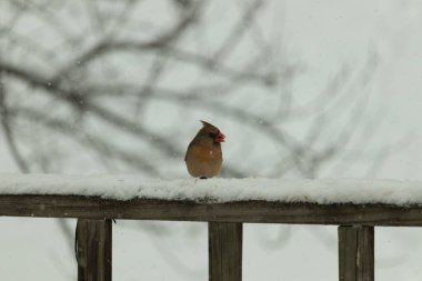 Kahverengi ahşap korkuluktaki bu güzel kardinalin görünüşüne bayılıyorum. Bu dişi bir kuş ve tüylerinin donuk bakır renklerinden anlayabilirsiniz. Her tarafı karla kaplı burada oturuyor..