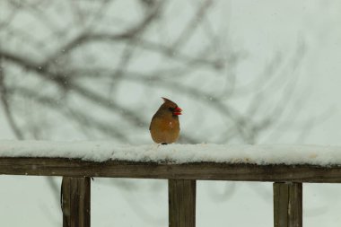 Kahverengi ahşap korkuluktaki bu güzel kardinalin görünüşüne bayılıyorum. Bu dişi bir kuş ve tüylerinin donuk bakır renklerinden anlayabilirsiniz. Her tarafı karla kaplı burada oturuyor..