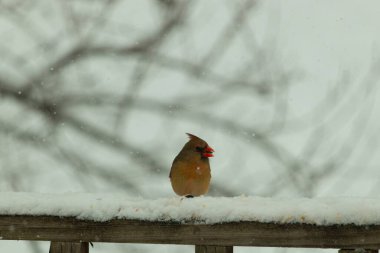 Kahverengi ahşap korkuluktaki bu güzel kardinalin görünüşüne bayılıyorum. Bu dişi bir kuş ve tüylerinin donuk bakır renklerinden anlayabilirsiniz. Her tarafı karla kaplı burada oturuyor..