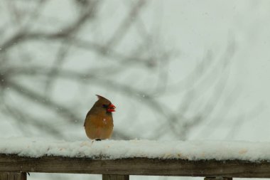 Kahverengi ahşap korkuluktaki bu güzel kardinalin görünüşüne bayılıyorum. Bu dişi bir kuş ve tüylerinin donuk bakır renklerinden anlayabilirsiniz. Her tarafı karla kaplı burada oturuyor..