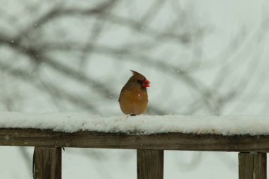 Kahverengi ahşap korkuluktaki bu güzel kardinalin görünüşüne bayılıyorum. Bu dişi bir kuş ve tüylerinin donuk bakır renklerinden anlayabilirsiniz. Her tarafı karla kaplı burada oturuyor..