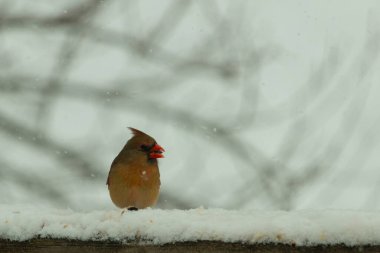 Kahverengi ahşap korkuluktaki bu güzel kardinalin görünüşüne bayılıyorum. Bu dişi bir kuş ve tüylerinin donuk bakır renklerinden anlayabilirsiniz. Her tarafı karla kaplı burada oturuyor..