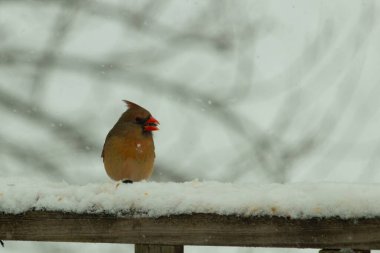 Kahverengi ahşap korkuluktaki bu güzel kardinalin görünüşüne bayılıyorum. Bu dişi bir kuş ve tüylerinin donuk bakır renklerinden anlayabilirsiniz. Her tarafı karla kaplı burada oturuyor..