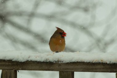 Kahverengi ahşap korkuluktaki bu güzel kardinalin görünüşüne bayılıyorum. Bu dişi bir kuş ve tüylerinin donuk bakır renklerinden anlayabilirsiniz. Her tarafı karla kaplı burada oturuyor..
