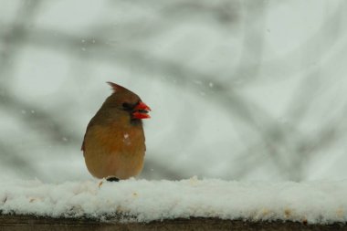 Kahverengi ahşap korkuluktaki bu güzel kardinalin görünüşüne bayılıyorum. Bu dişi bir kuş ve tüylerinin donuk bakır renklerinden anlayabilirsiniz. Her tarafı karla kaplı burada oturuyor..