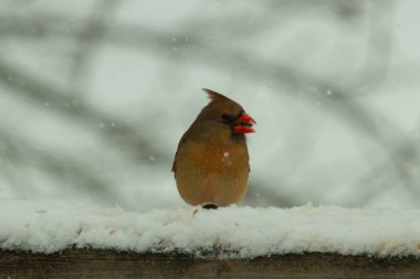 Kahverengi ahşap korkuluktaki bu güzel kardinalin görünüşüne bayılıyorum. Bu dişi bir kuş ve tüylerinin donuk bakır renklerinden anlayabilirsiniz. Her tarafı karla kaplı burada oturuyor..