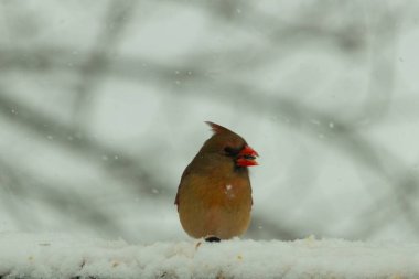 Kahverengi ahşap korkuluktaki bu güzel kardinalin görünüşüne bayılıyorum. Bu dişi bir kuş ve tüylerinin donuk bakır renklerinden anlayabilirsiniz. Her tarafı karla kaplı burada oturuyor..