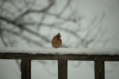Kahverengi ahşap korkuluktaki bu güzel kardinalin görünüşüne bayılıyorum. Bu dişi bir kuş ve tüylerinin donuk bakır renklerinden anlayabilirsiniz. Her tarafı karla kaplı burada oturuyor..