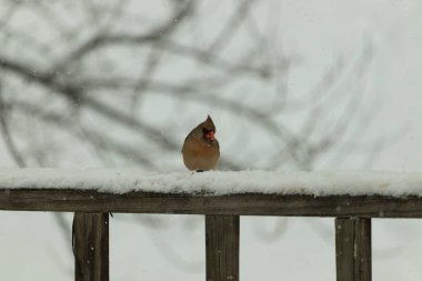 Kahverengi ahşap korkuluktaki bu güzel kardinalin görünüşüne bayılıyorum. Bu dişi bir kuş ve tüylerinin donuk bakır renklerinden anlayabilirsiniz. Her tarafı karla kaplı burada oturuyor..