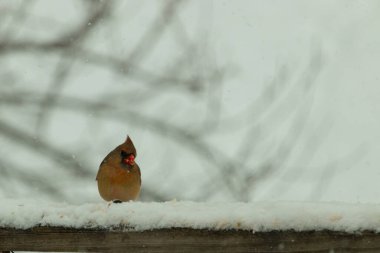Kahverengi ahşap korkuluktaki bu güzel kardinalin görünüşüne bayılıyorum. Bu dişi bir kuş ve tüylerinin donuk bakır renklerinden anlayabilirsiniz. Her tarafı karla kaplı burada oturuyor..