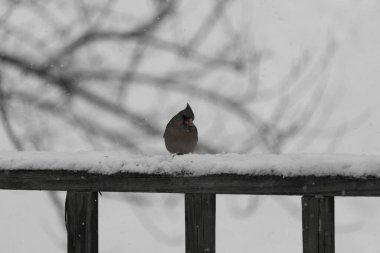 Kahverengi ahşap korkuluktaki bu güzel kardinalin görünüşüne bayılıyorum. Bu dişi bir kuş ve tüylerinin donuk bakır renklerinden anlayabilirsiniz. Her tarafı karla kaplı burada oturuyor..