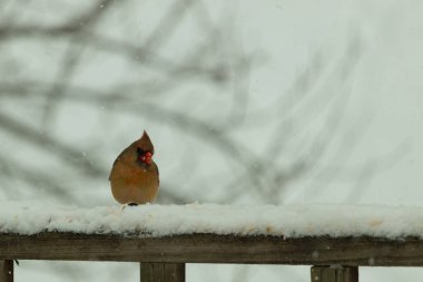 Kahverengi ahşap korkuluktaki bu güzel kardinalin görünüşüne bayılıyorum. Bu dişi bir kuş ve tüylerinin donuk bakır renklerinden anlayabilirsiniz. Her tarafı karla kaplı burada oturuyor..