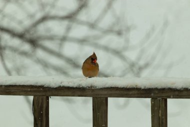 Kahverengi ahşap korkuluktaki bu güzel kardinalin görünüşüne bayılıyorum. Bu dişi bir kuş ve tüylerinin donuk bakır renklerinden anlayabilirsiniz. Her tarafı karla kaplı burada oturuyor..