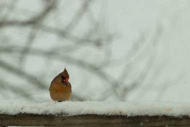 Kahverengi ahşap korkuluktaki bu güzel kardinalin görünüşüne bayılıyorum. Bu dişi bir kuş ve tüylerinin donuk bakır renklerinden anlayabilirsiniz. Her tarafı karla kaplı burada oturuyor..