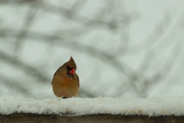 Kahverengi ahşap korkuluktaki bu güzel kardinalin görünüşüne bayılıyorum. Bu dişi bir kuş ve tüylerinin donuk bakır renklerinden anlayabilirsiniz. Her tarafı karla kaplı burada oturuyor..