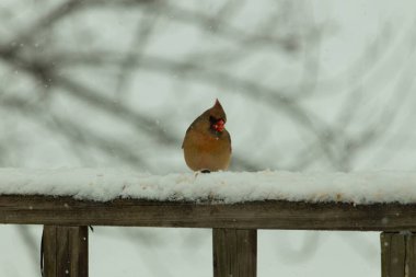Kahverengi ahşap korkuluktaki bu güzel kardinalin görünüşüne bayılıyorum. Bu dişi bir kuş ve tüylerinin donuk bakır renklerinden anlayabilirsiniz. Her tarafı karla kaplı burada oturuyor..