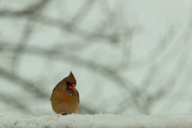 Kahverengi ahşap korkuluktaki bu güzel kardinalin görünüşüne bayılıyorum. Bu dişi bir kuş ve tüylerinin donuk bakır renklerinden anlayabilirsiniz. Her tarafı karla kaplı burada oturuyor..