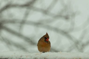 Kahverengi ahşap korkuluktaki bu güzel kardinalin görünüşüne bayılıyorum. Bu dişi bir kuş ve tüylerinin donuk bakır renklerinden anlayabilirsiniz. Her tarafı karla kaplı burada oturuyor..