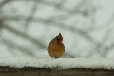 Kahverengi ahşap korkuluktaki bu güzel kardinalin görünüşüne bayılıyorum. Bu dişi bir kuş ve tüylerinin donuk bakır renklerinden anlayabilirsiniz. Her tarafı karla kaplı burada oturuyor..
