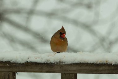 Kahverengi ahşap korkuluktaki bu güzel kardinalin görünüşüne bayılıyorum. Bu dişi bir kuş ve tüylerinin donuk bakır renklerinden anlayabilirsiniz. Her tarafı karla kaplı burada oturuyor..