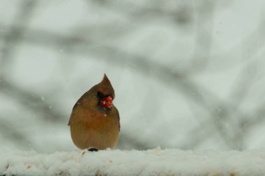 Kahverengi ahşap korkuluktaki bu güzel kardinalin görünüşüne bayılıyorum. Bu dişi bir kuş ve tüylerinin donuk bakır renklerinden anlayabilirsiniz. Her tarafı karla kaplı burada oturuyor..