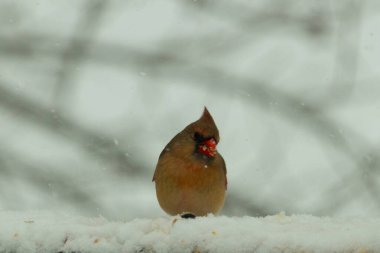 Kahverengi ahşap korkuluktaki bu güzel kardinalin görünüşüne bayılıyorum. Bu dişi bir kuş ve tüylerinin donuk bakır renklerinden anlayabilirsiniz. Her tarafı karla kaplı burada oturuyor..