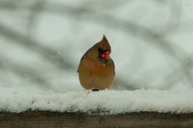Kahverengi ahşap korkuluktaki bu güzel kardinalin görünüşüne bayılıyorum. Bu dişi bir kuş ve tüylerinin donuk bakır renklerinden anlayabilirsiniz. Her tarafı karla kaplı burada oturuyor..