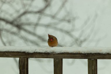 Kahverengi ahşap korkuluktaki bu güzel kardinalin görünüşüne bayılıyorum. Bu dişi bir kuş ve tüylerinin donuk bakır renklerinden anlayabilirsiniz. Her tarafı karla kaplı burada oturuyor..