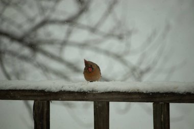 Kahverengi ahşap korkuluktaki bu güzel kardinalin görünüşüne bayılıyorum. Bu dişi bir kuş ve tüylerinin donuk bakır renklerinden anlayabilirsiniz. Her tarafı karla kaplı burada oturuyor..