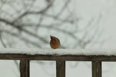 Kahverengi ahşap korkuluktaki bu güzel kardinalin görünüşüne bayılıyorum. Bu dişi bir kuş ve tüylerinin donuk bakır renklerinden anlayabilirsiniz. Her tarafı karla kaplı burada oturuyor..