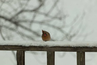 Kahverengi ahşap korkuluktaki bu güzel kardinalin görünüşüne bayılıyorum. Bu dişi bir kuş ve tüylerinin donuk bakır renklerinden anlayabilirsiniz. Her tarafı karla kaplı burada oturuyor..