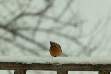 Kahverengi ahşap korkuluktaki bu güzel kardinalin görünüşüne bayılıyorum. Bu dişi bir kuş ve tüylerinin donuk bakır renklerinden anlayabilirsiniz. Her tarafı karla kaplı burada oturuyor..