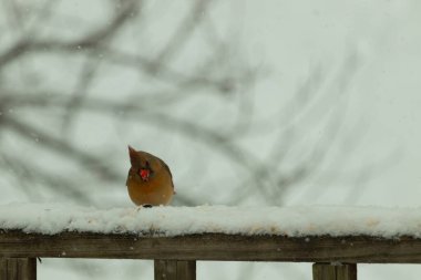 Kahverengi ahşap korkuluktaki bu güzel kardinalin görünüşüne bayılıyorum. Bu dişi bir kuş ve tüylerinin donuk bakır renklerinden anlayabilirsiniz. Her tarafı karla kaplı burada oturuyor..