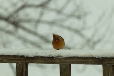 Kahverengi ahşap korkuluktaki bu güzel kardinalin görünüşüne bayılıyorum. Bu dişi bir kuş ve tüylerinin donuk bakır renklerinden anlayabilirsiniz. Her tarafı karla kaplı burada oturuyor..