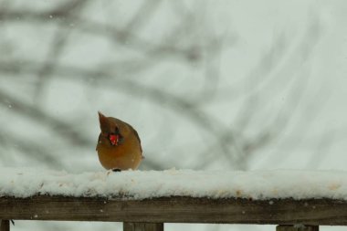Kahverengi ahşap korkuluktaki bu güzel kardinalin görünüşüne bayılıyorum. Bu dişi bir kuş ve tüylerinin donuk bakır renklerinden anlayabilirsiniz. Her tarafı karla kaplı burada oturuyor..