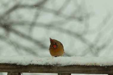 Kahverengi ahşap korkuluktaki bu güzel kardinalin görünüşüne bayılıyorum. Bu dişi bir kuş ve tüylerinin donuk bakır renklerinden anlayabilirsiniz. Her tarafı karla kaplı burada oturuyor..