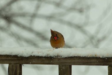 Kahverengi ahşap korkuluktaki bu güzel kardinalin görünüşüne bayılıyorum. Bu dişi bir kuş ve tüylerinin donuk bakır renklerinden anlayabilirsiniz. Her tarafı karla kaplı burada oturuyor..