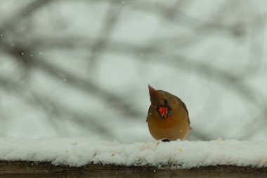 Kahverengi ahşap korkuluktaki bu güzel kardinalin görünüşüne bayılıyorum. Bu dişi bir kuş ve tüylerinin donuk bakır renklerinden anlayabilirsiniz. Her tarafı karla kaplı burada oturuyor..