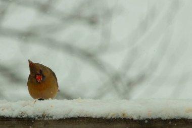 Kahverengi ahşap korkuluktaki bu güzel kardinalin görünüşüne bayılıyorum. Bu dişi bir kuş ve tüylerinin donuk bakır renklerinden anlayabilirsiniz. Her tarafı karla kaplı burada oturuyor..